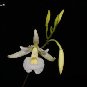 Broughtonia negrilensis (f. semialba x f. tipo)