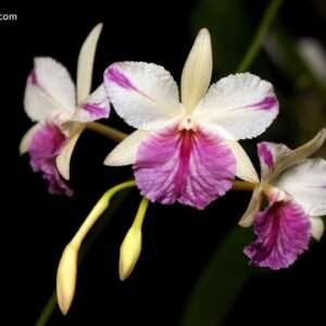 Broughtonia sanguinea (Star Splash x aurea) x sib
