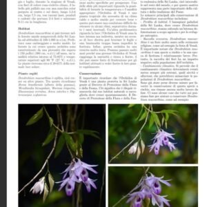 Dendrobium maccarthiae x self or sib