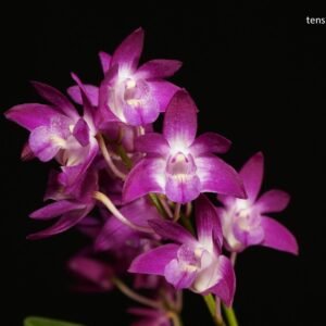Dendrobium Jonathan's Glory 'Dark Joy' (MC)
