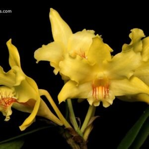 Dendrobium lowii x sib