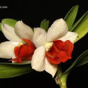 Dendrobium Hsinying Frostymaree (MC), round flower broad orange lip