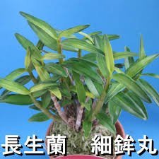 Dendrobium hosohokomaru (細鉾丸)