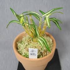 Dendrobium kintsuru (金鶴)