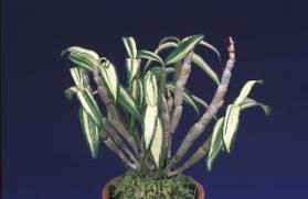 Dendrobium daidoshirojima (大同白縞)