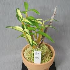 Dendrobium benikomachi (紅小町)