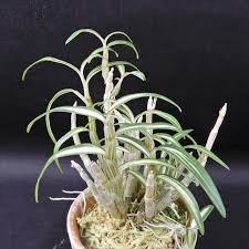 Dendrobium benikida (紅木田)