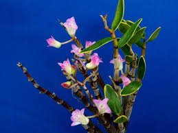 Dendrobium kogyokurei (紅玉麗)